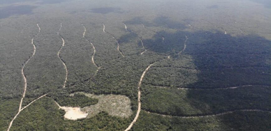 Lot in the heart of Tulum Jungle